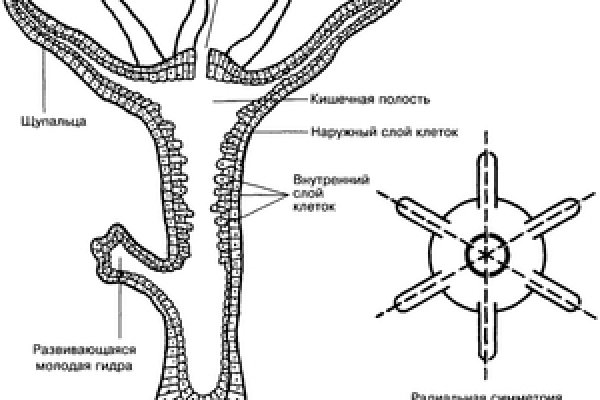 Мега даркнет кто создатель